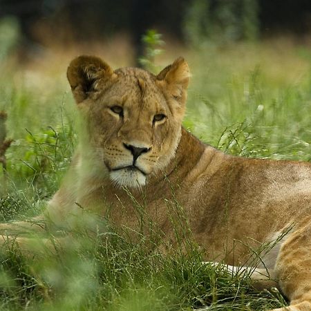 Dyreparken Safarihotell Kristiansand Esterno foto
