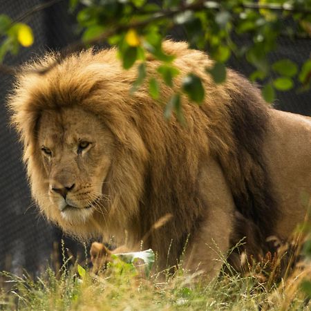 Dyreparken Safarihotell Kristiansand Esterno foto